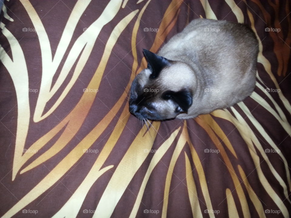 resting Siamese cat