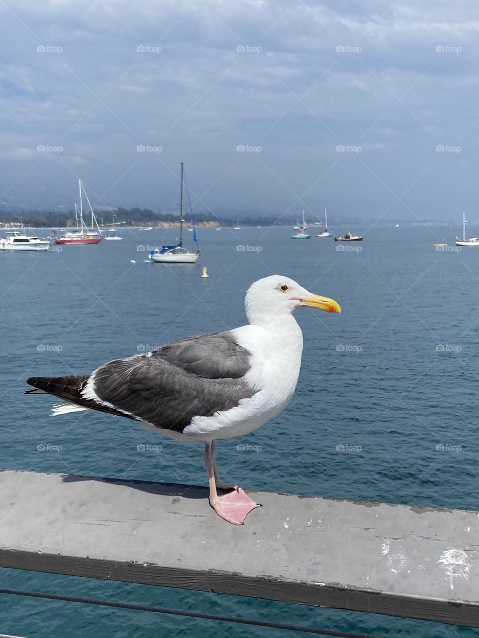 A seagull resting on the pier against a background or sailboats and the Pacific Ocean.