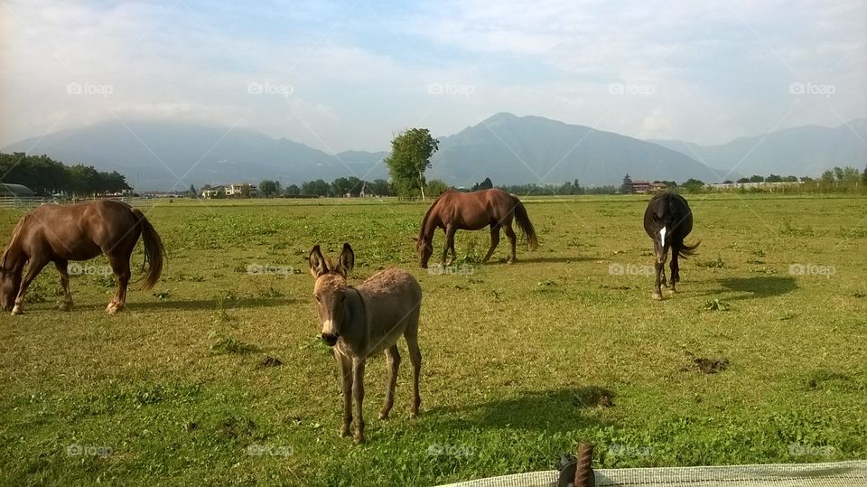 donkey and horses