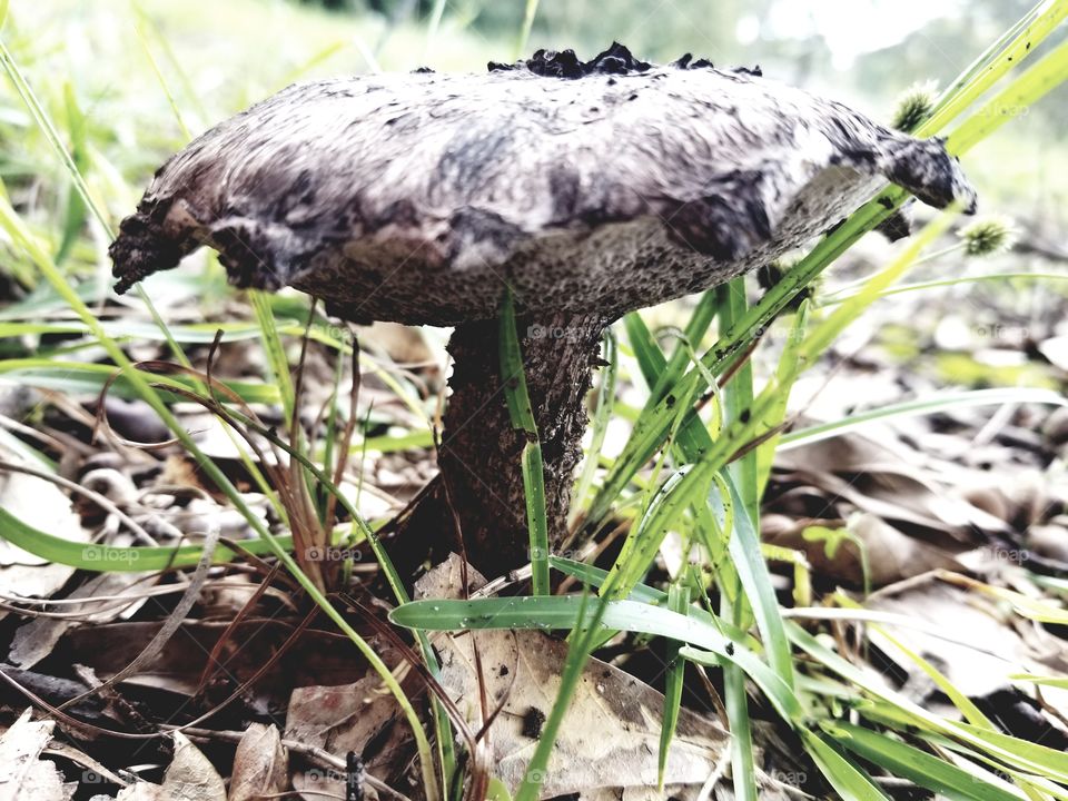 Mushroom. Ugly.