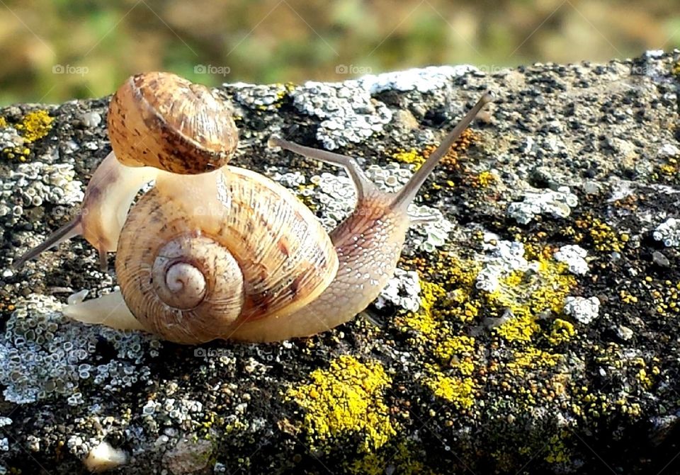 A snail on rock with moss