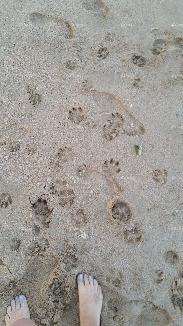animal footprints in the beach
