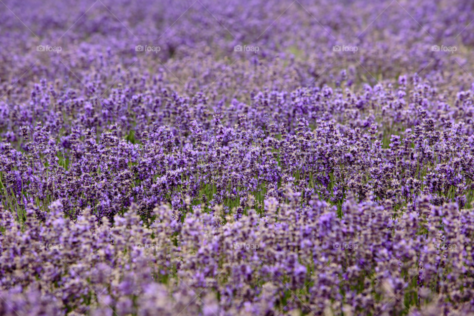spring flower purple england by maapu