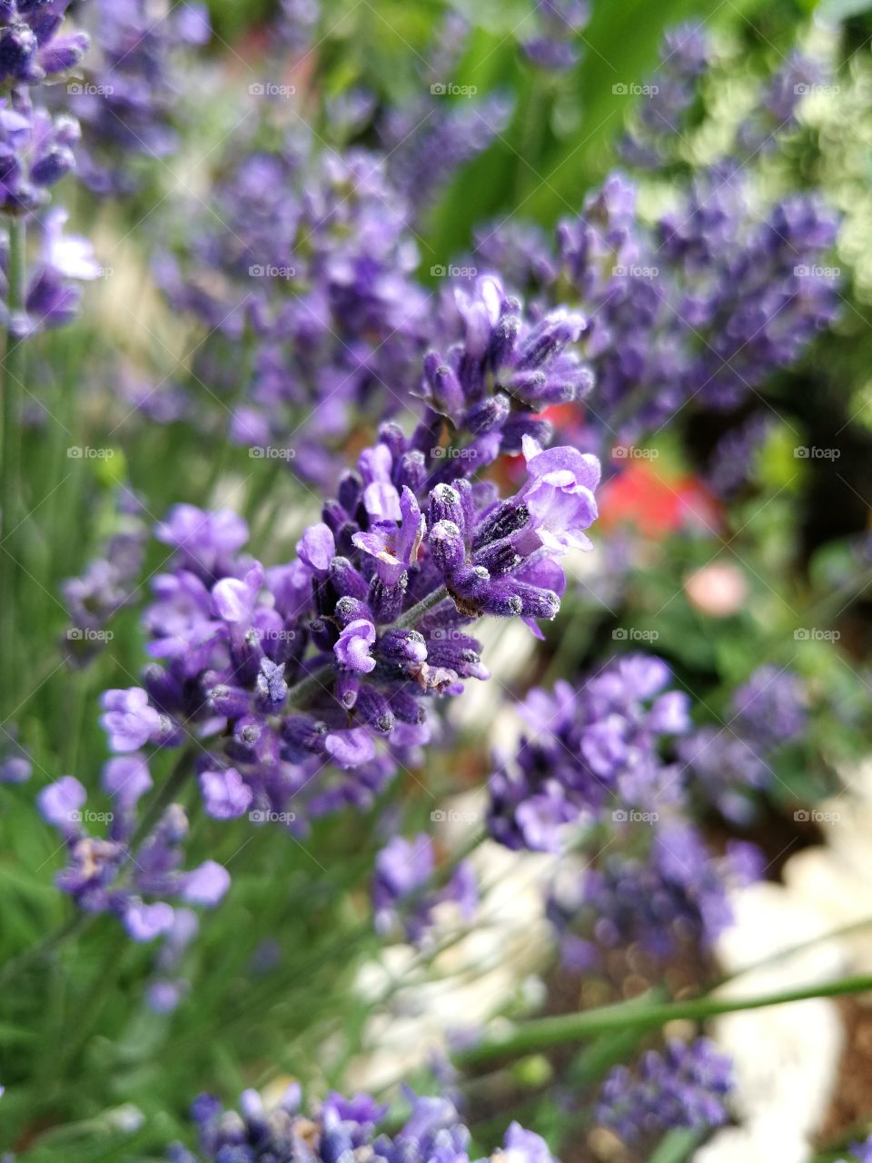 Lavender