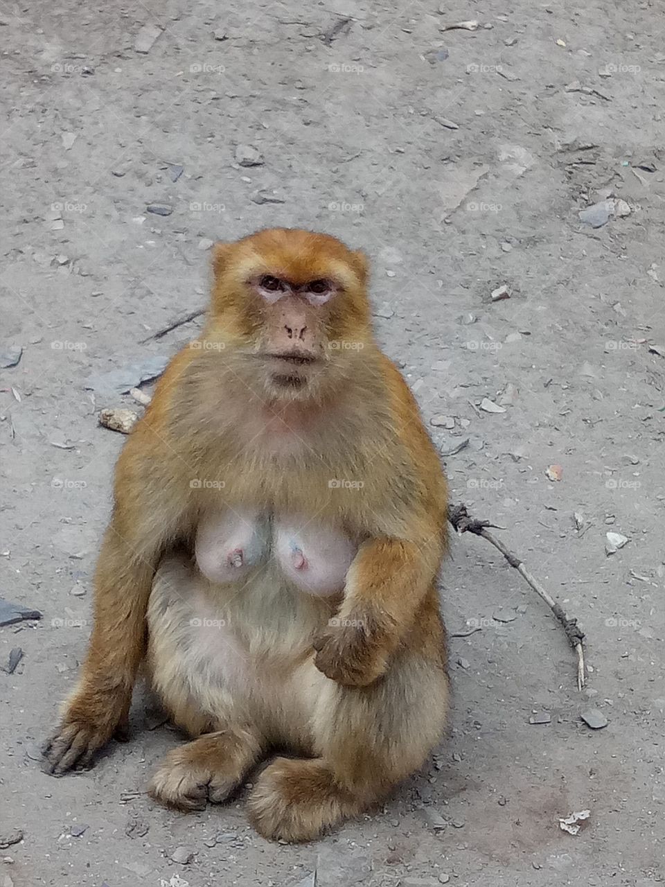 cute Monkey in the forest