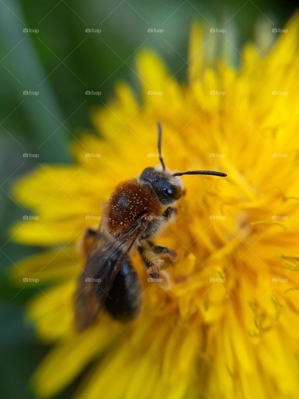 macro photo of a honey bee collecting pollen from a yellow dandelion