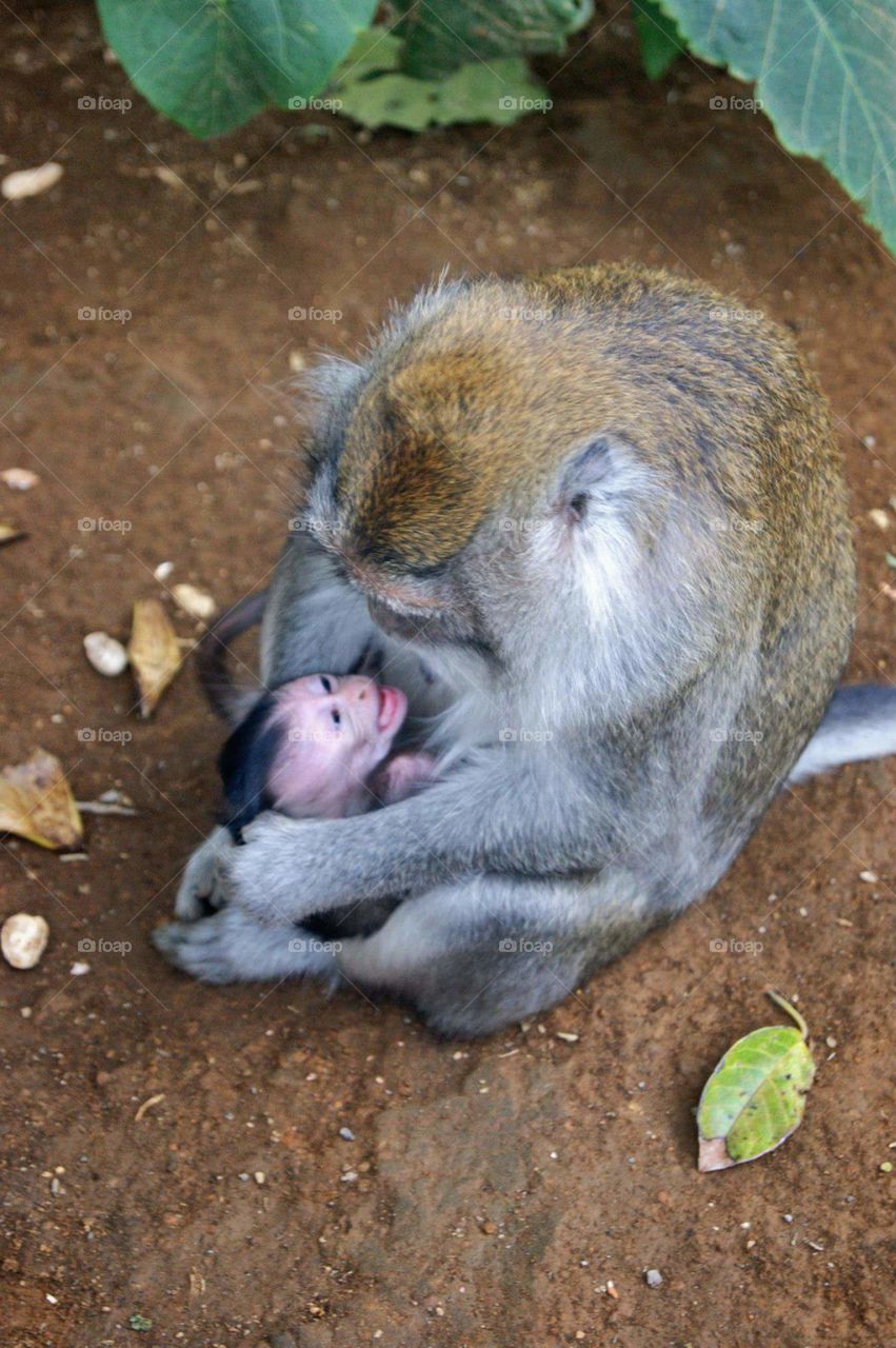 Monkey with its baby in Bali