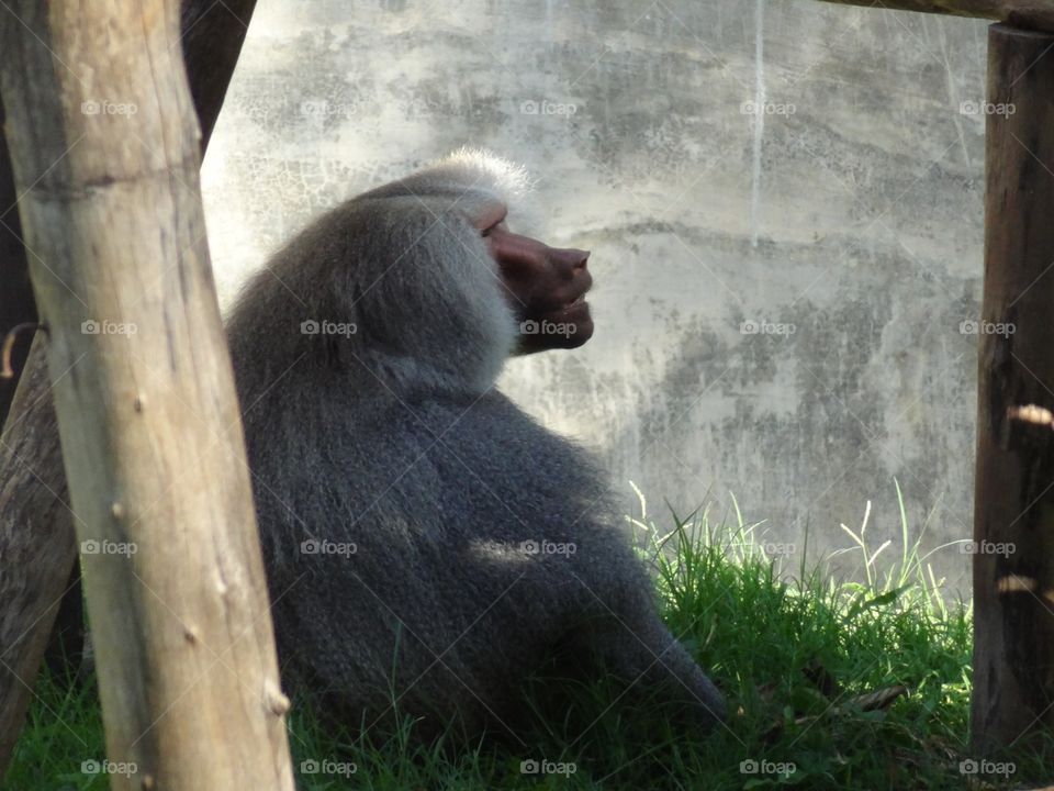 lion tail monkey 