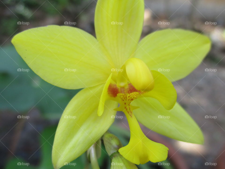 yellow orchids