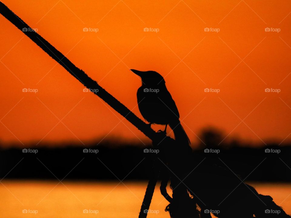 Kingbird at sunset