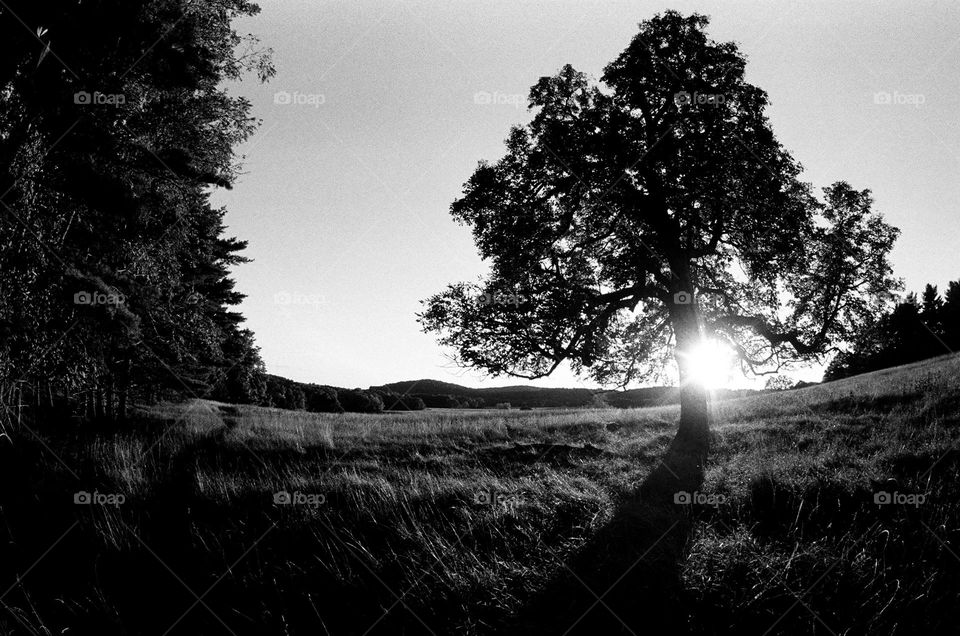 film photo , digitally scanned of tree with sunsetting