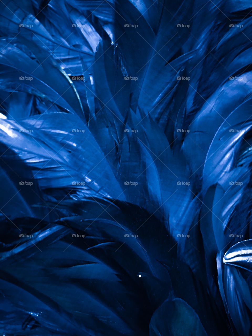 Blue feathers 