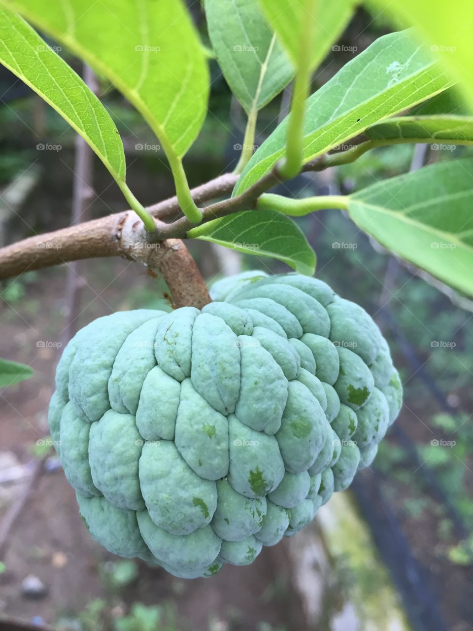 Sugar-apple