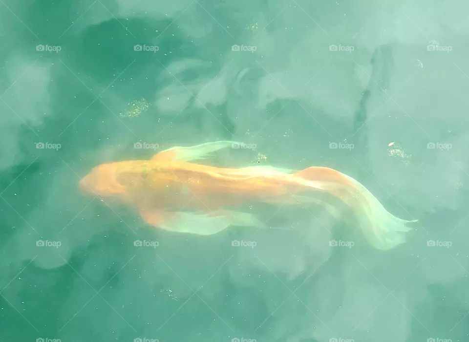 koi fish water lake