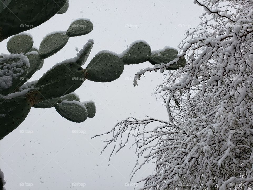 snow covered cactus