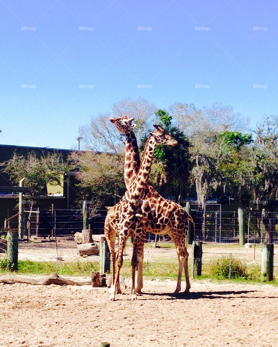 Giraffes