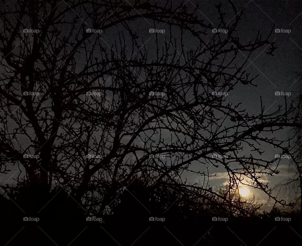 Moonlight 