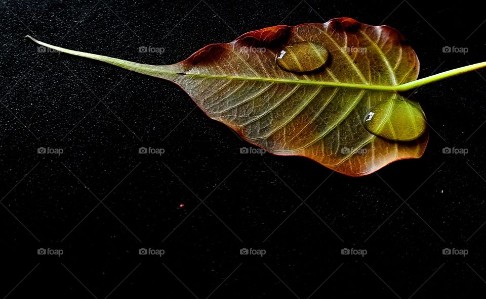 Leaf with water drops