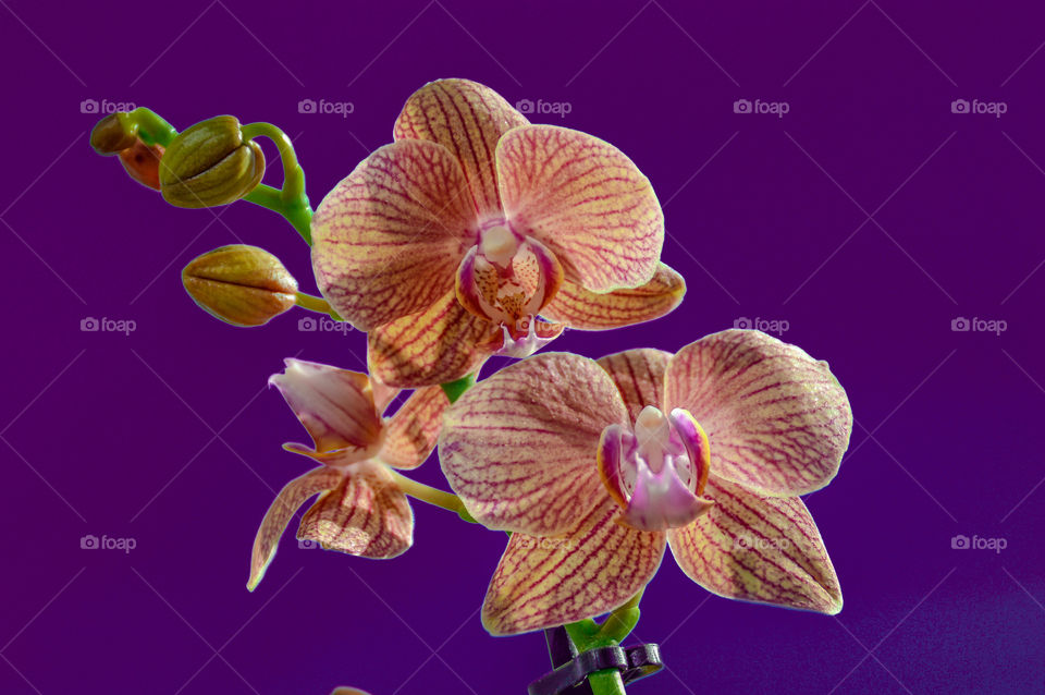 Orchids