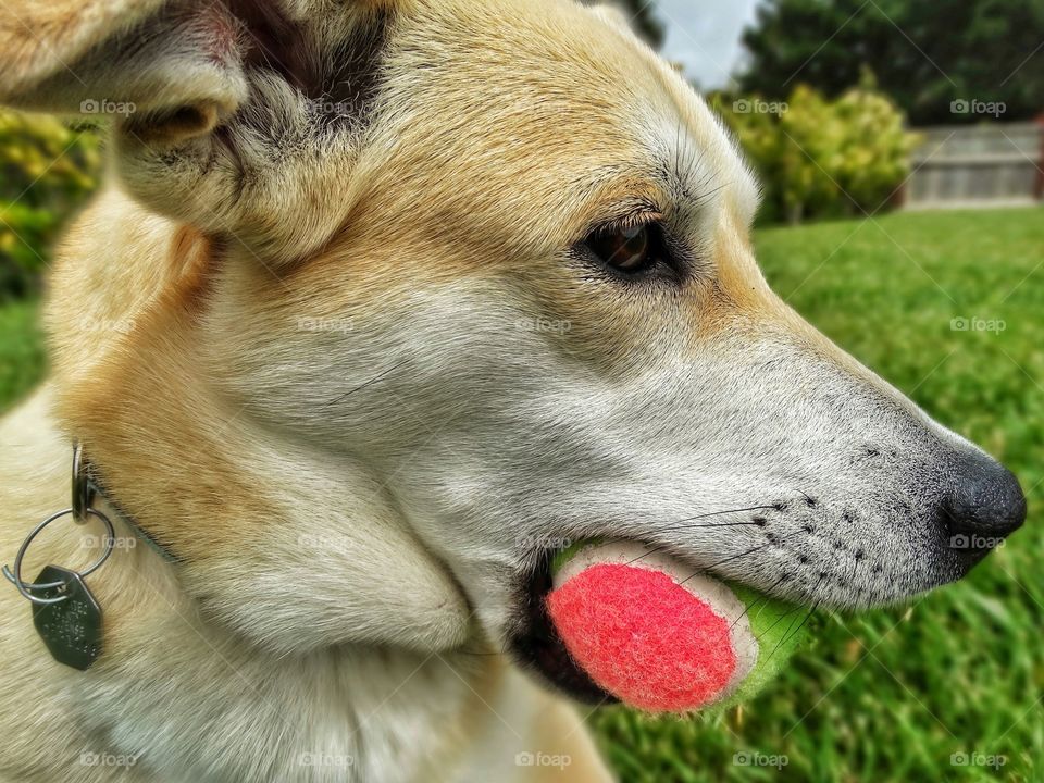 Yellow Lab Fetching A Ball