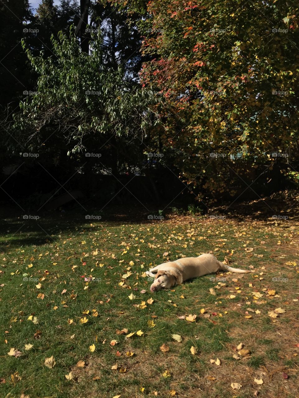 Dog in Fall