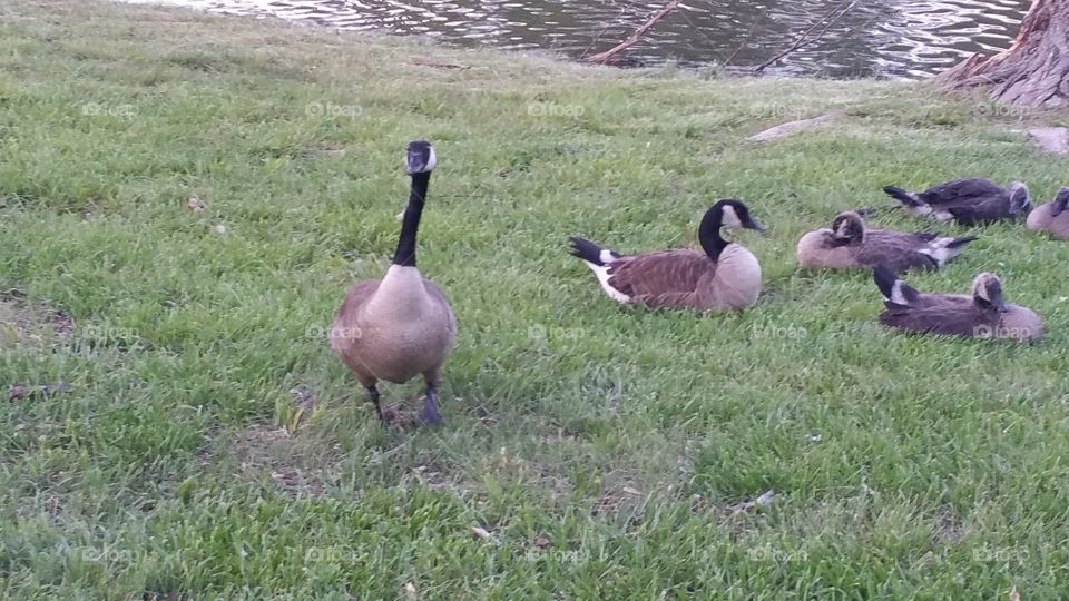 Geese. Downtown wildlife