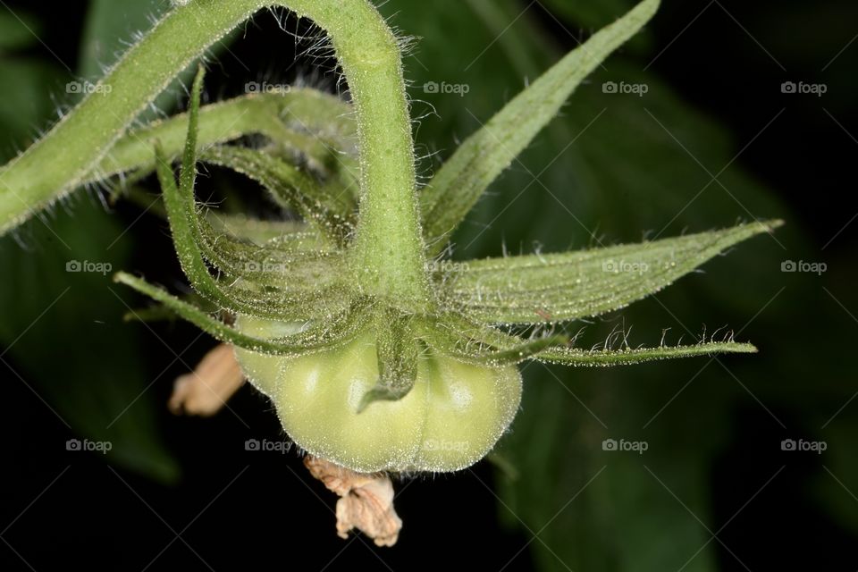 Tiny green tomato on the vine