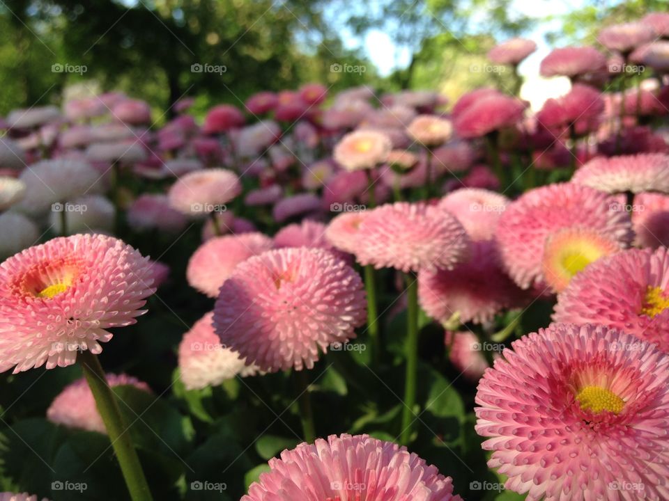 Blooming daisy flowers 