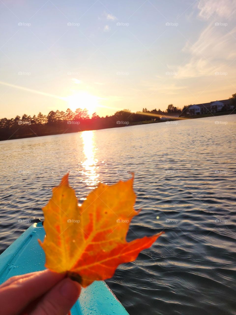 fall maple leaf at sunset
