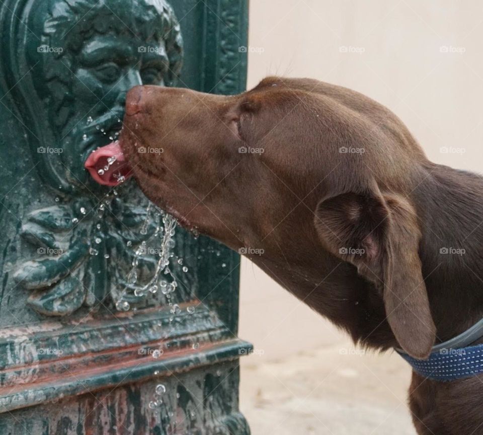 Labrador#dog#drink#thirsty