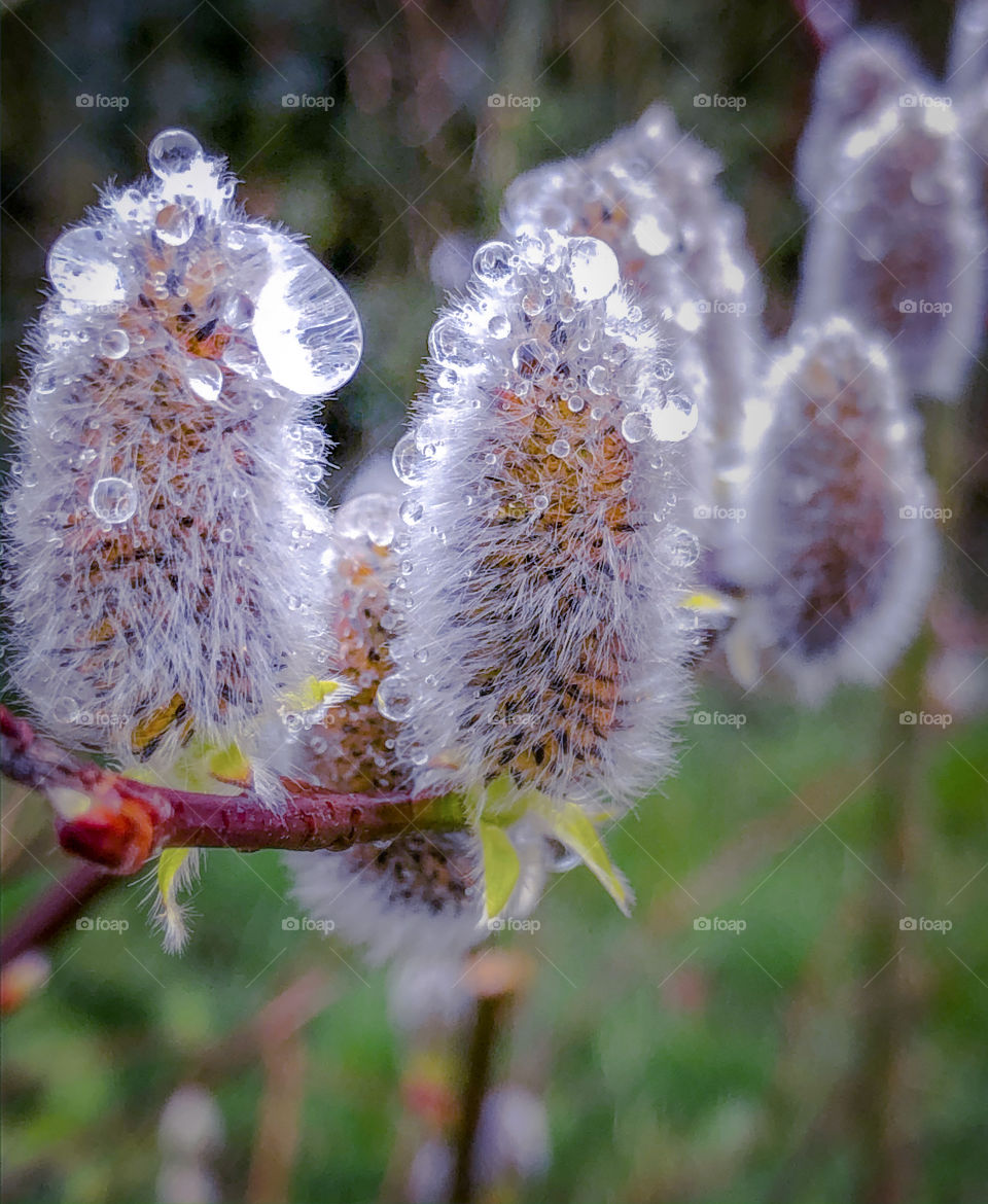 Willow flower buds with raindrops 