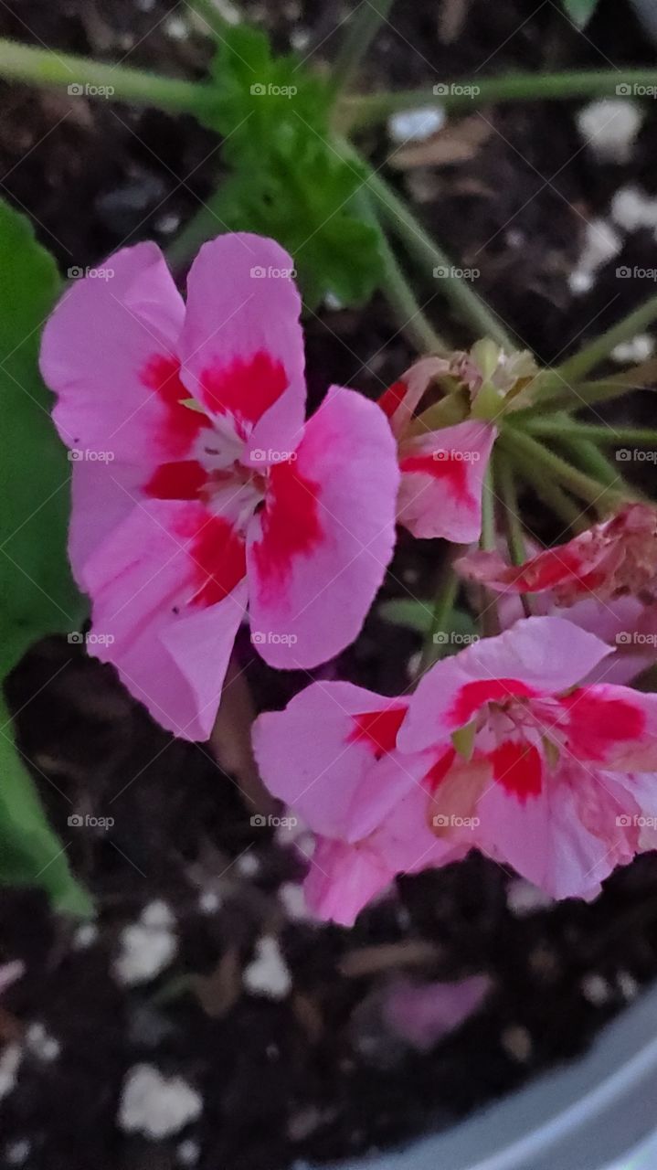 beautiful exotic geranium