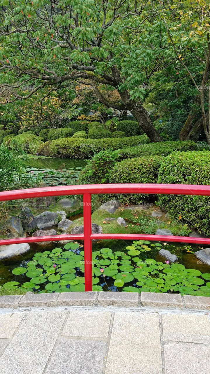 Japanese garden with red bridge and water lilly