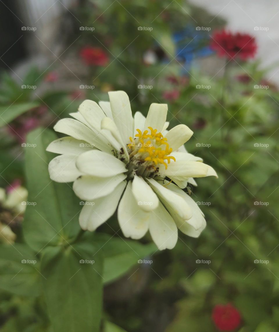 white flower