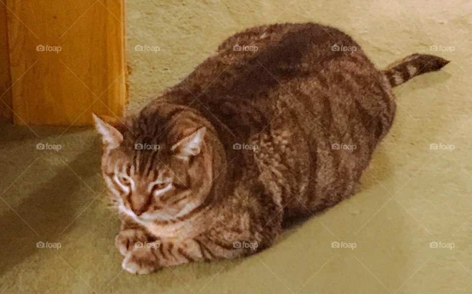 A chubby household cat named Kitty. He is merely kicking it for old time sake.