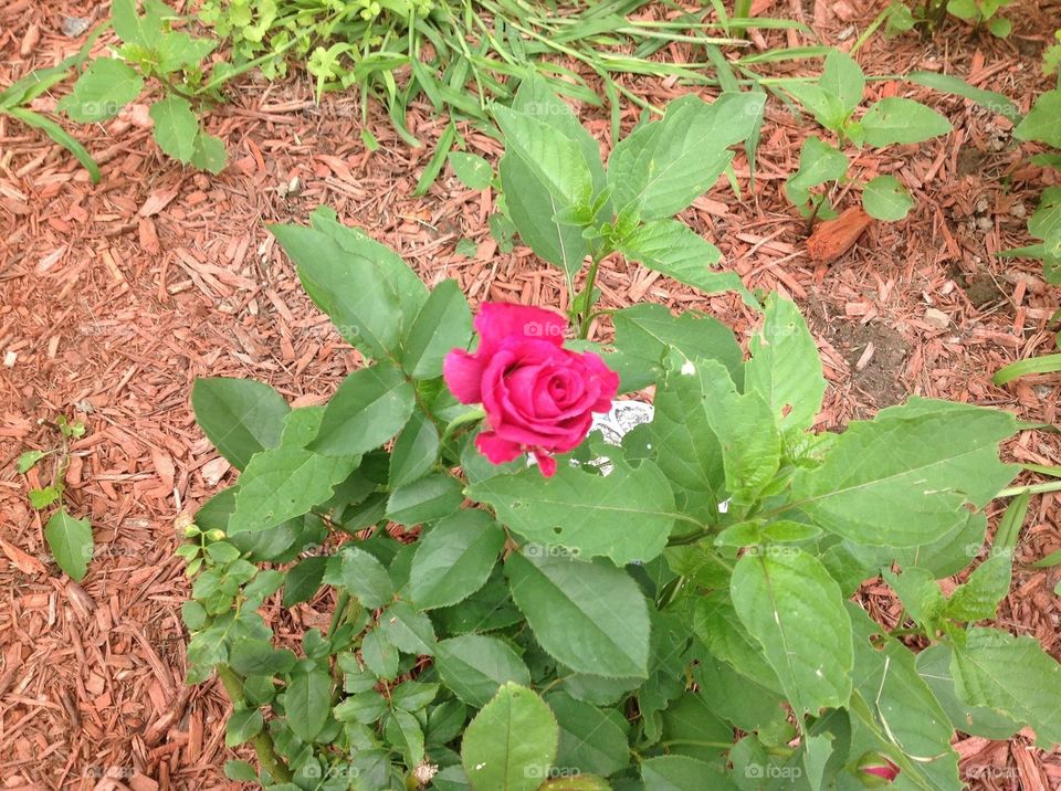 Pink rose