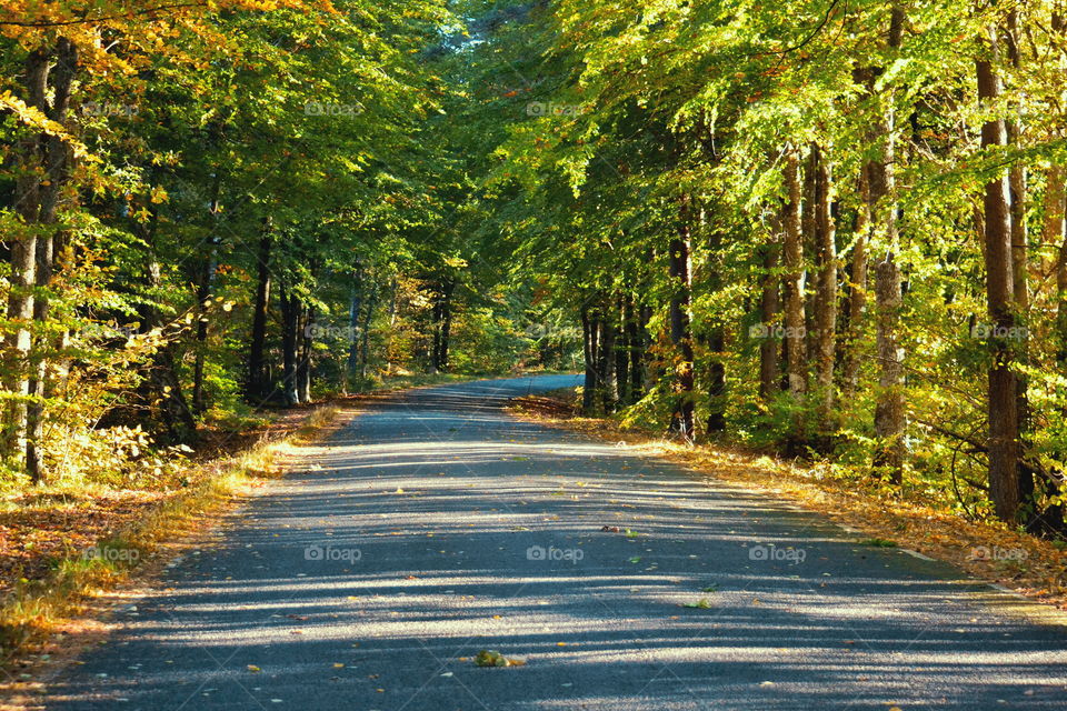 Road, Wood, Leaf, Nature, Guidance