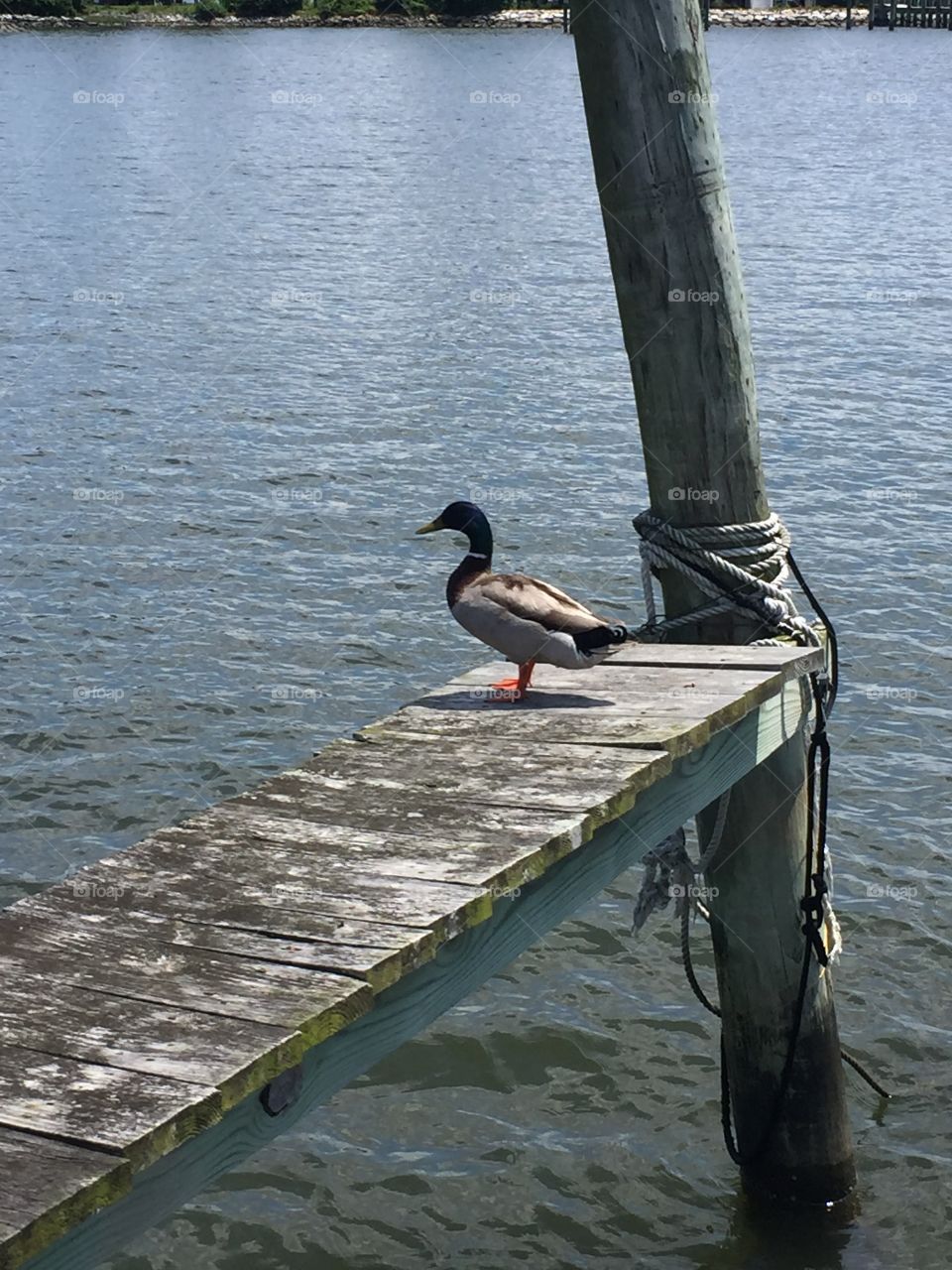 Sitting by the dock of the bay
