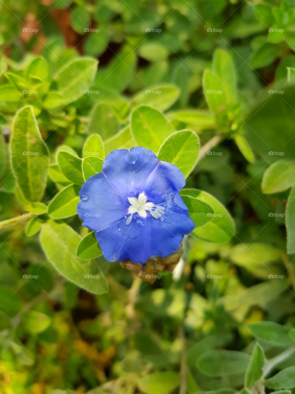 linda flor natural