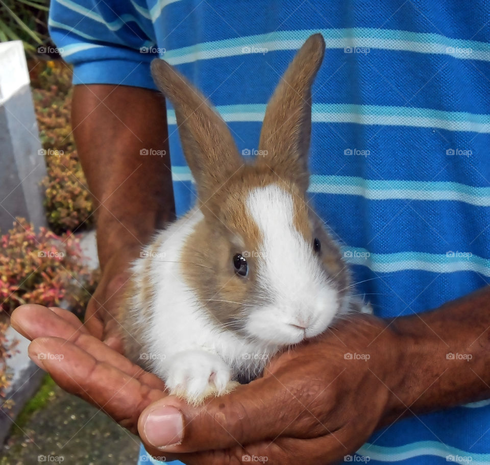 Holding Rabbit