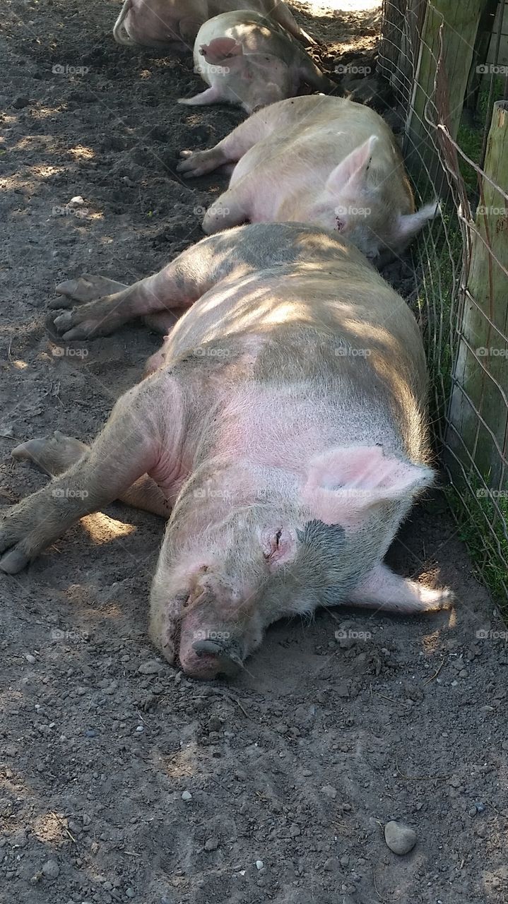 wallowing. Kensington Farm Center