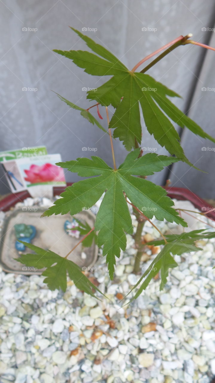 maple tree bonsai