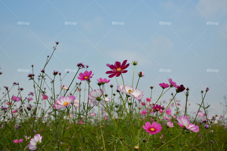 Some flowers