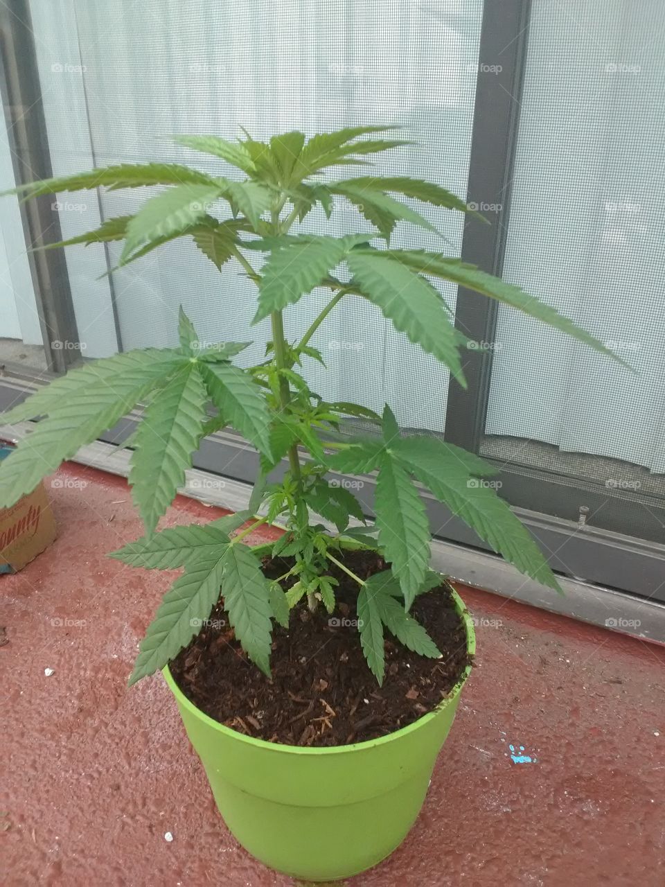 medical cannabis plant