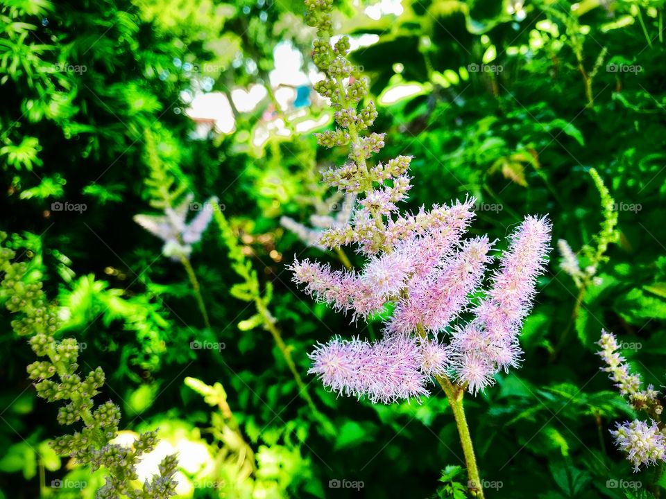 Pink flower—taken in Ludington, Michigan 