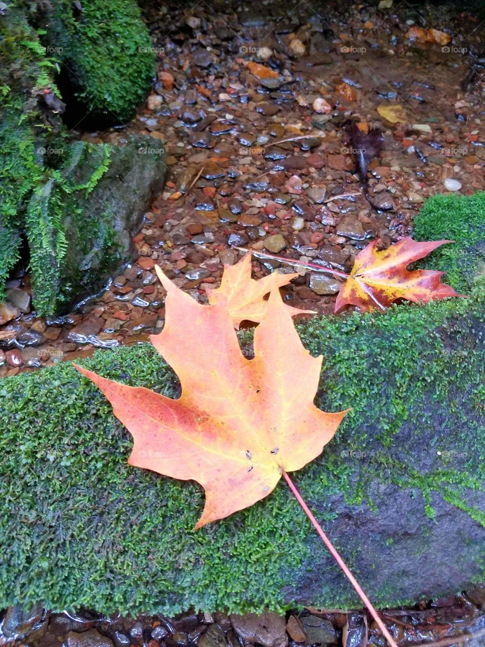 Autumn Leaf