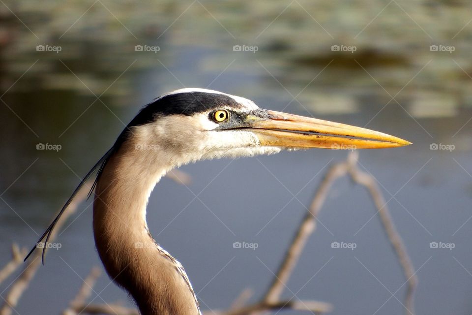 Heron 