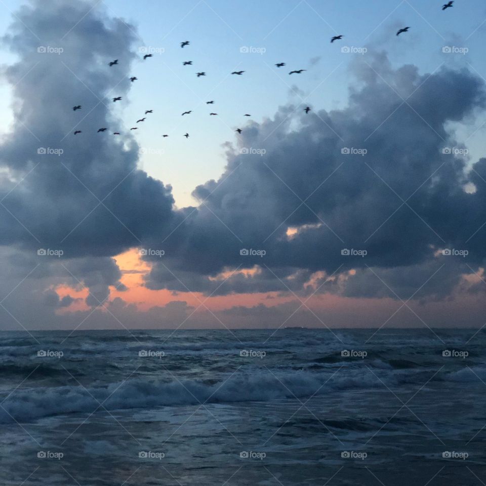 Ocean Sunrise Flock