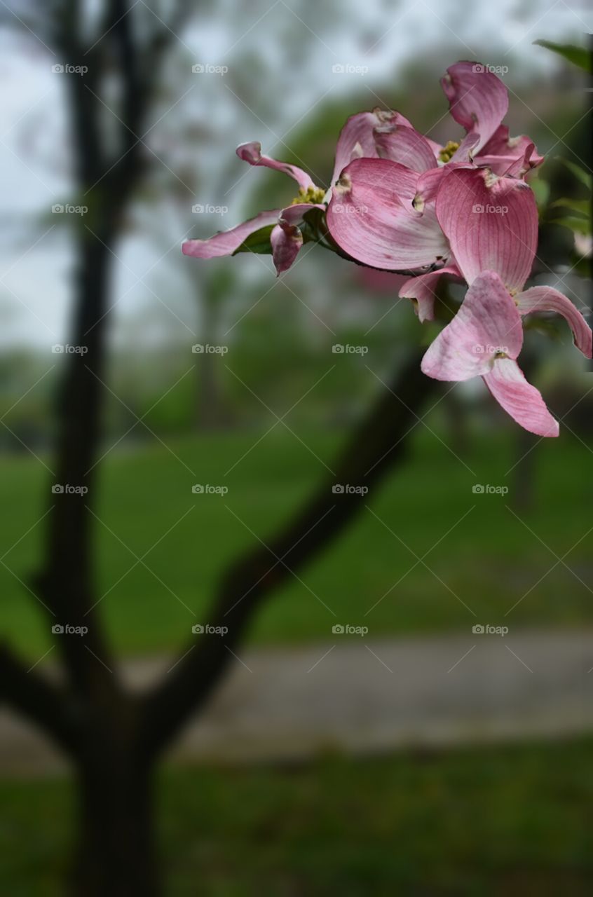 Dogwood Blossom  (advertising layout)