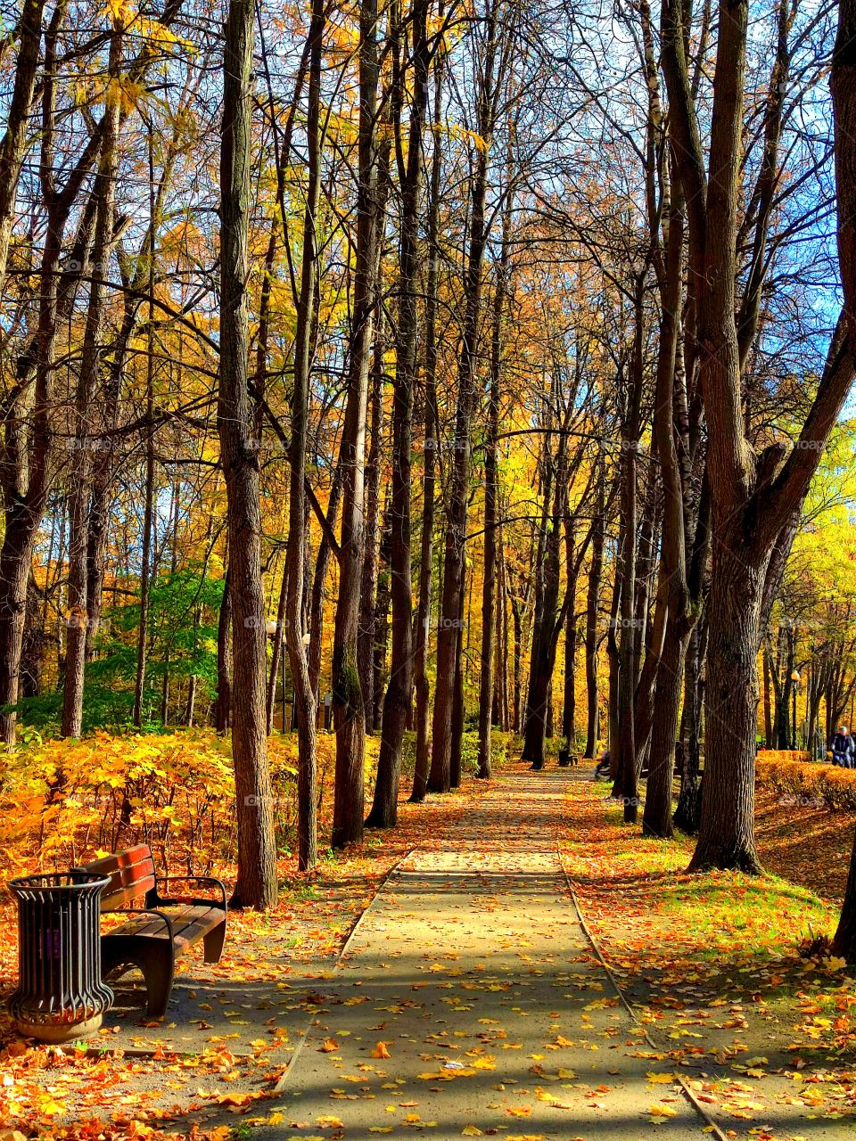 Autumn.  Path in the park.  Trees grow along the path.  Multicolored autumn trees and fallen leaves on the ground.  There is a wooden bench by the path